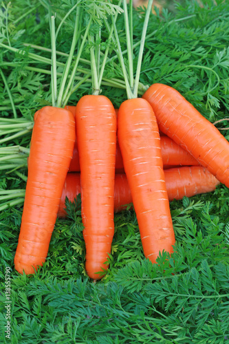 Fresh carrots bunch on leaves