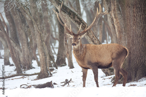 Wallpaper Mural Red deer in winter Torontodigital.ca