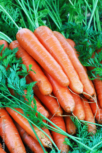 Fresh carrots bunch with green leaves