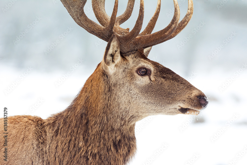 Red deer in winter