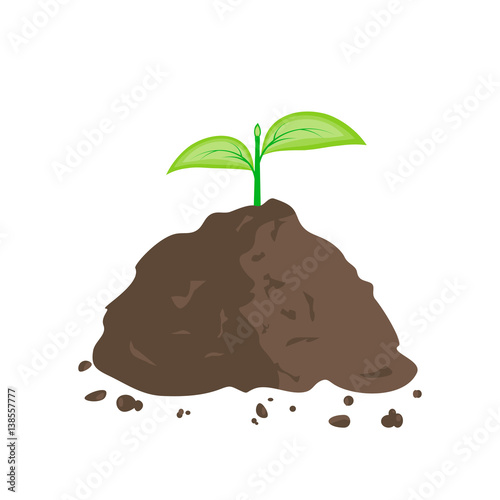 Green Sprout in Pile of Ground