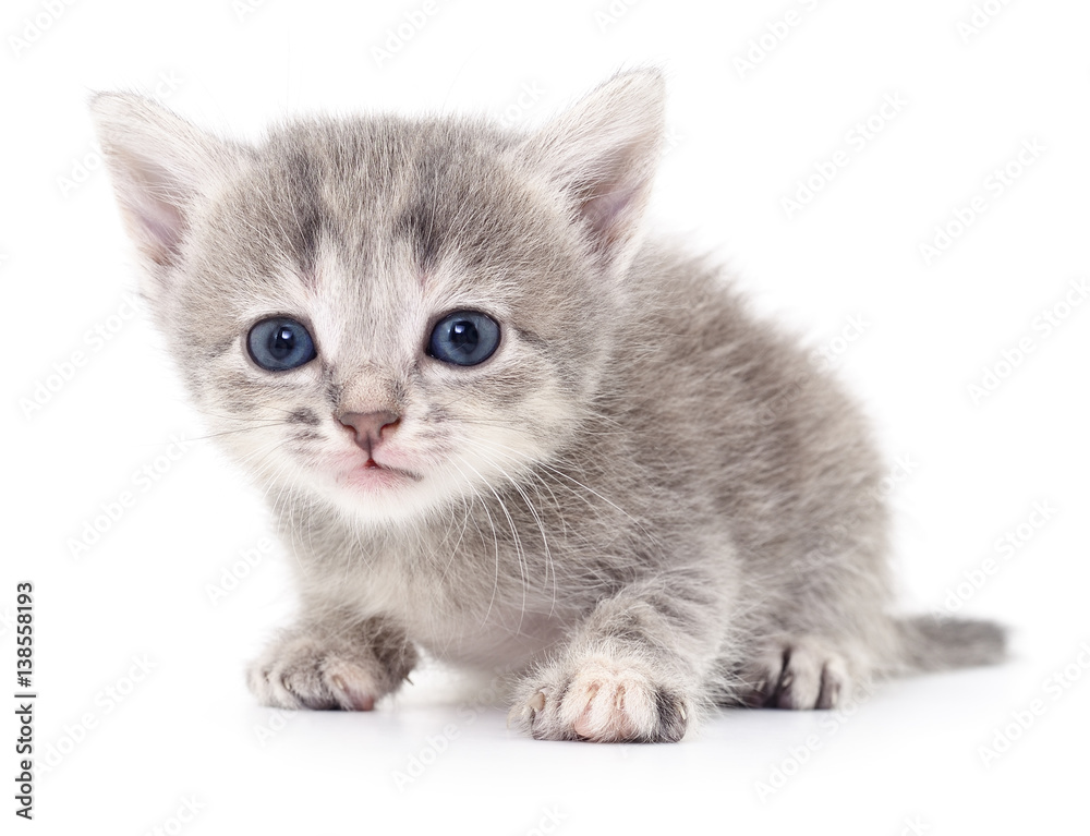 Obraz premium Small gray kitten.