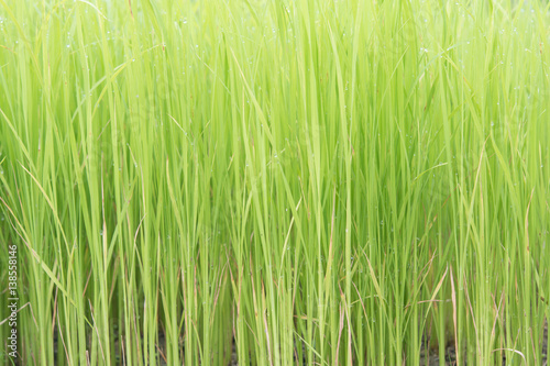  rice plant