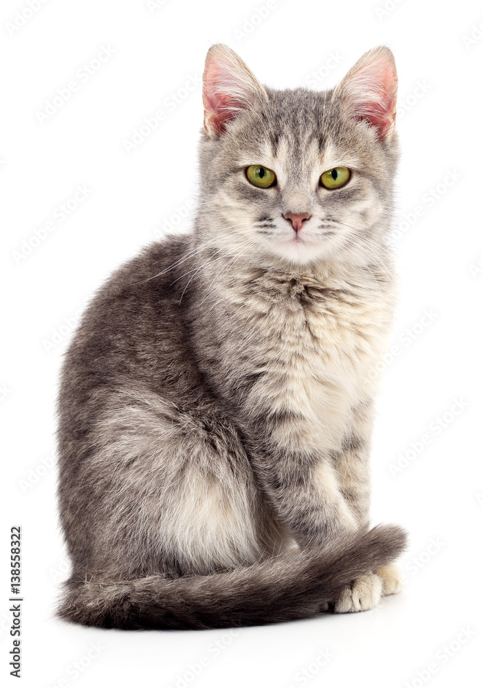 Obraz premium Small gray kitten.