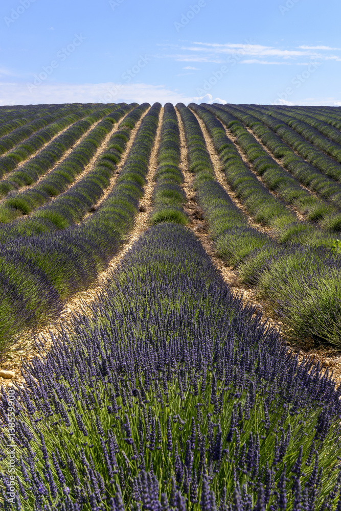 Fototapeta premium Bello paisaje de los campos de lavanda en floracion