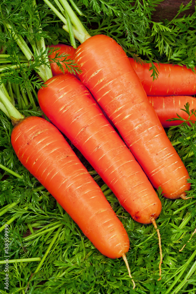 Fresh carrots with leaves Fresh carrots with leaves