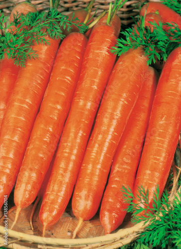 Fresh carrots bunch with leaves