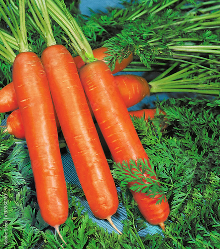 Fresh carrots with leaves