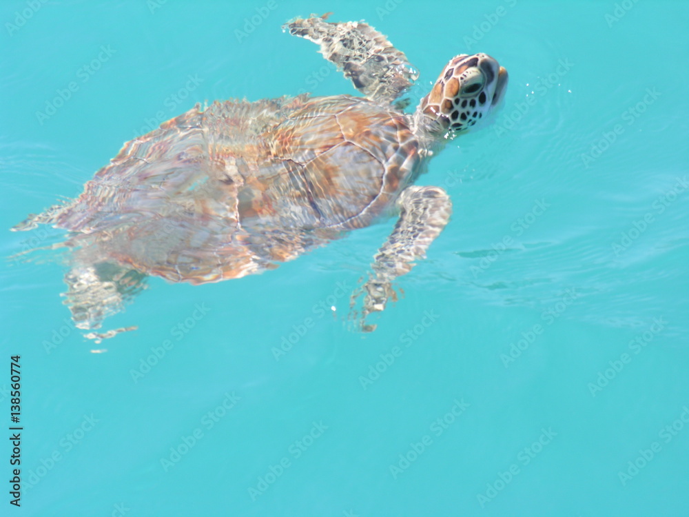 Fototapeta premium Wasserschildkröte