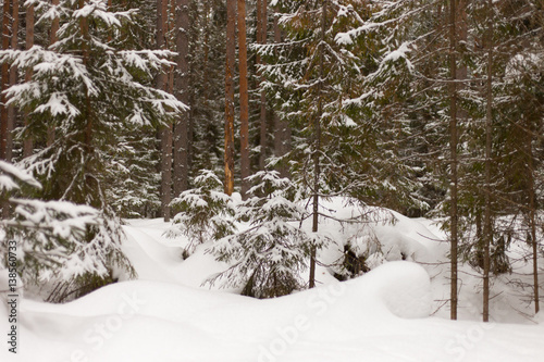 winter forest