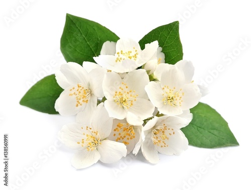 White flowers of jasmine © margo555