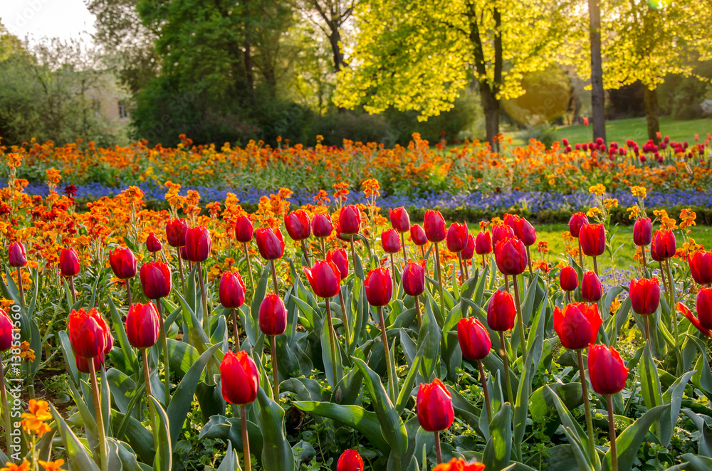 rote Tulpen im Park