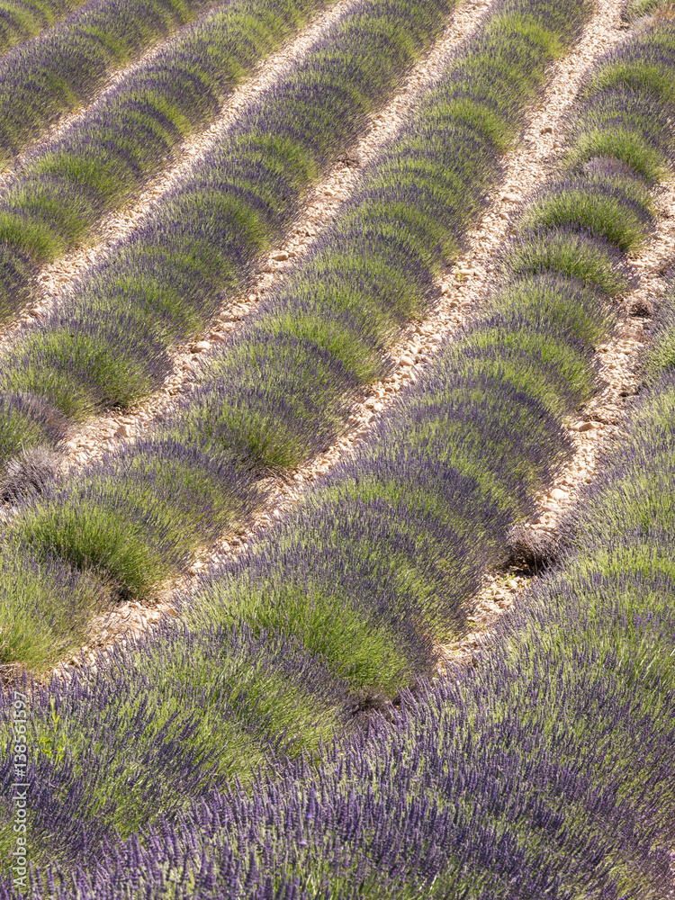 Bello paisaje de los campos de lavanda en floración