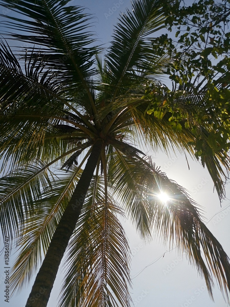 Fototapeta premium Low angle view of palm tree on sunny day