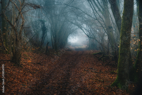 Märchenwald mit Nebel