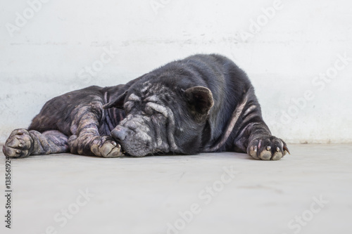 The black dog is a skin disease