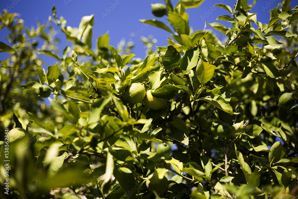 Organic lemons in Ivan Dolac village, Hvar island - Croatia Organic lemons in Ivan Dolac village, Hvar island - Croatia