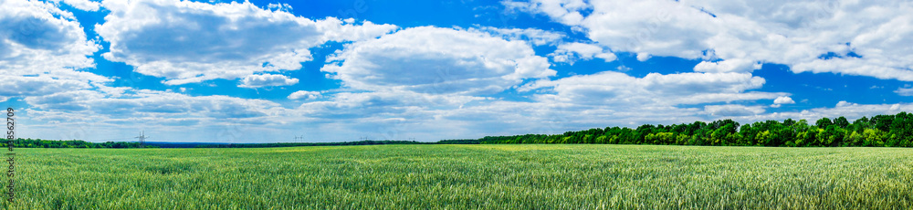 Wonderful green field by spring time.