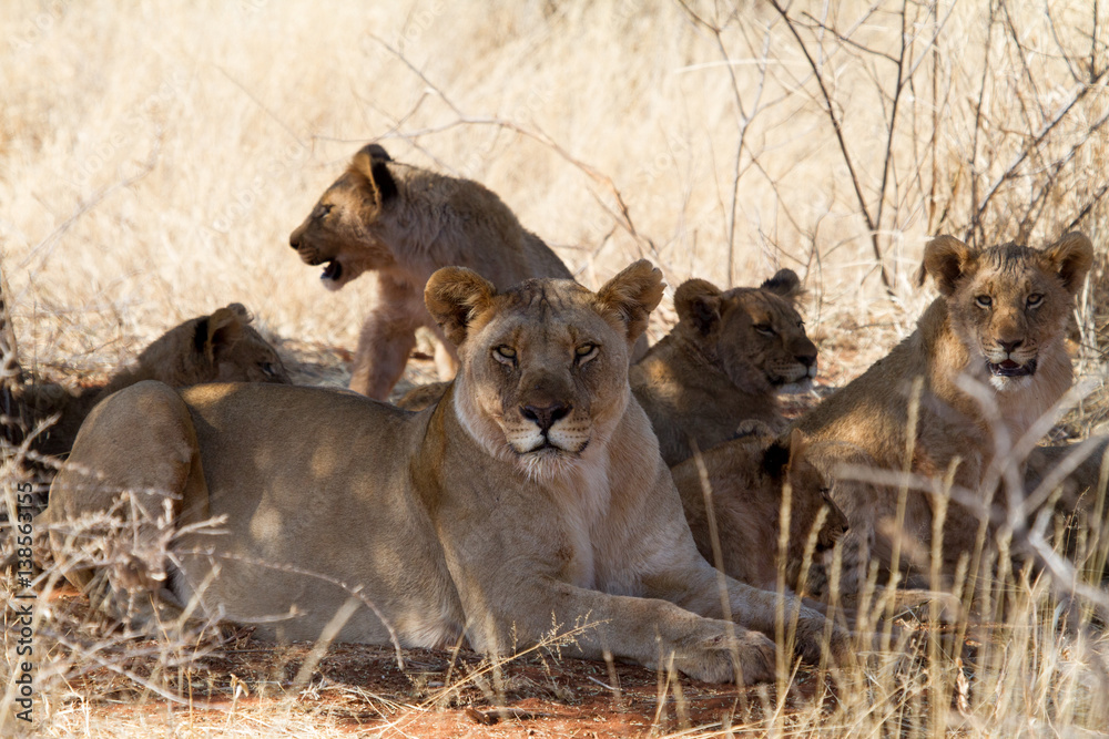 Lion, Madikwe Game Reserve