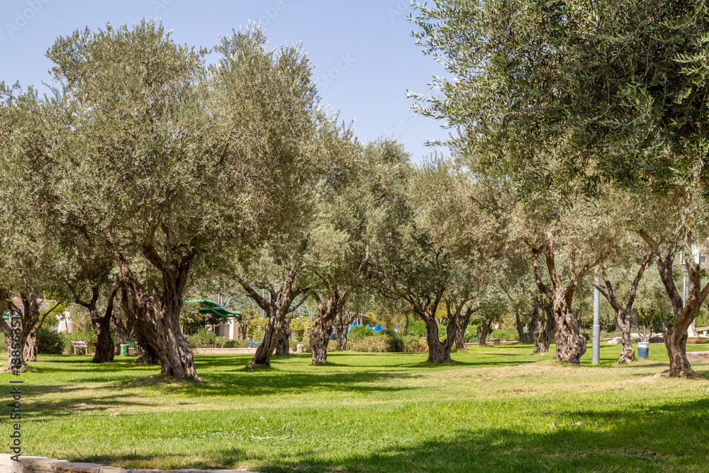 Olive trees in the park, Jerusalem Olive trees in the park, Jerusalem