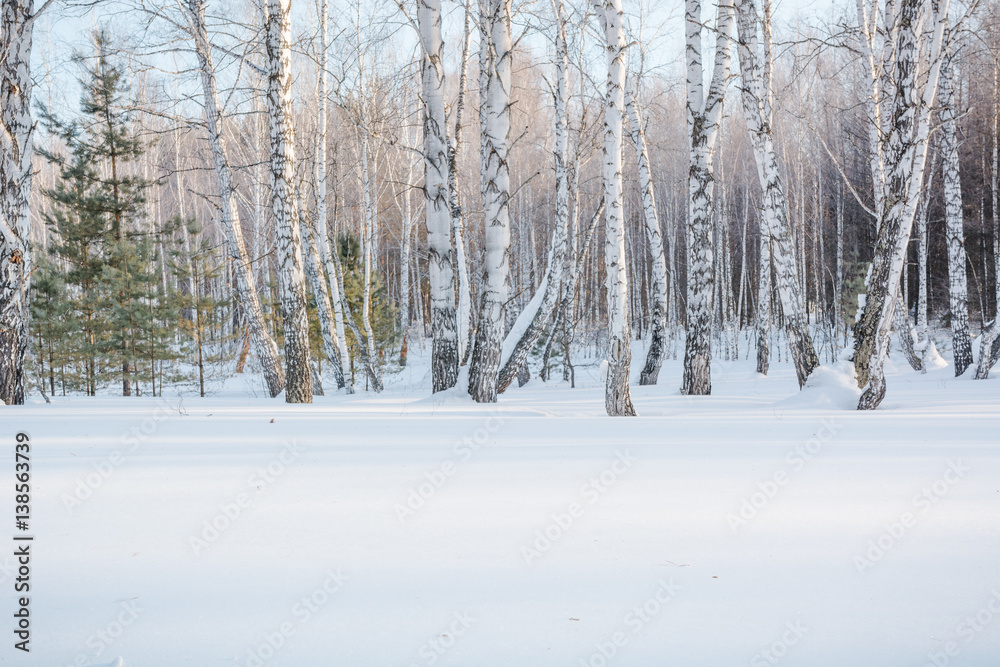 The winter forest on snow. The wood in the winter in Russia, Siberia.