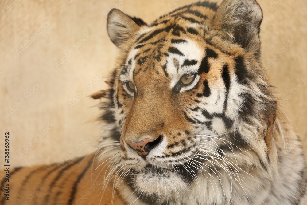 Fototapeta premium トラ