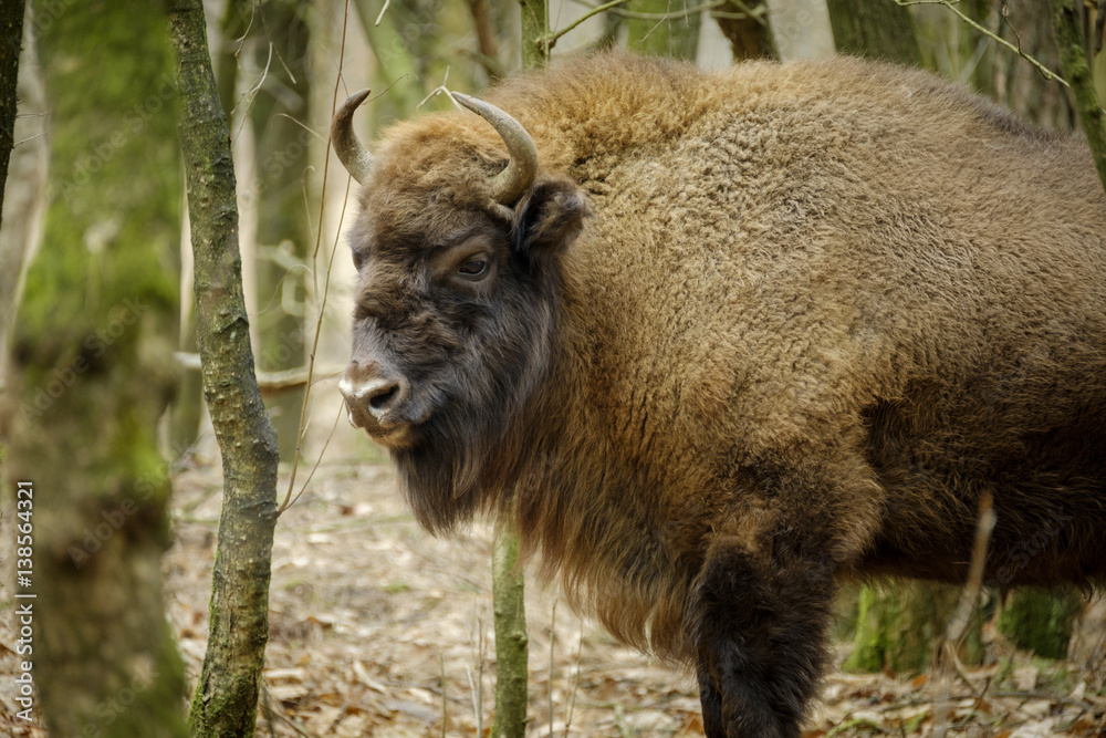 wisent standing in the forest of the natural park, Maashorst