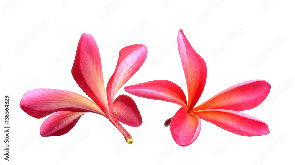 Naklejka premium frangipani flower isolated on the white background