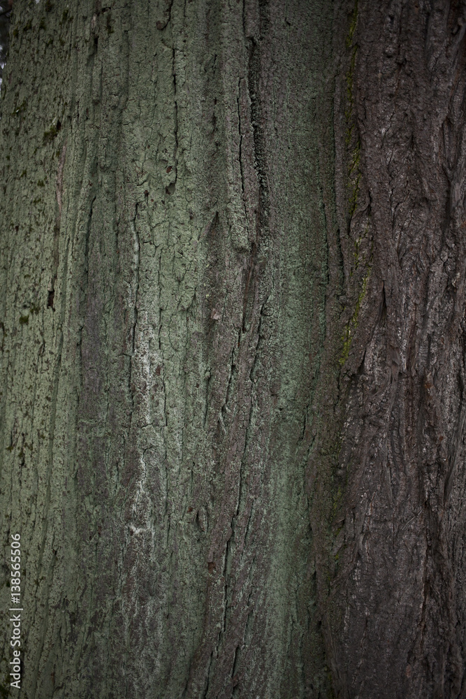 Obraz premium Old tree bark texture background close up wiew with moss