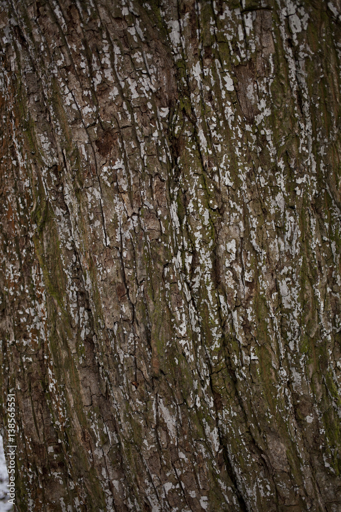 Obraz premium Old tree bark texture background close up wiew with moss