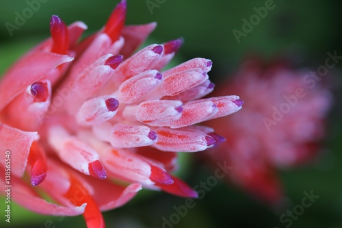 Bromeliad Flower