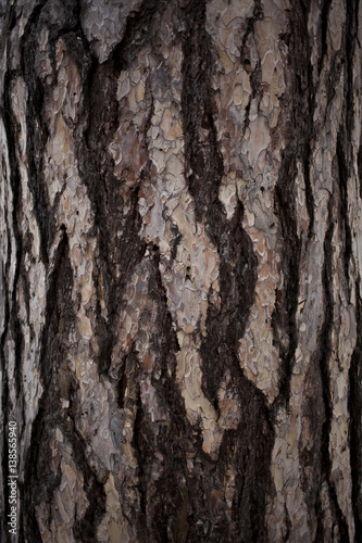 Old tree bark cracked texture background