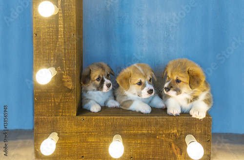 Three lovely puppies and the shining lamps.