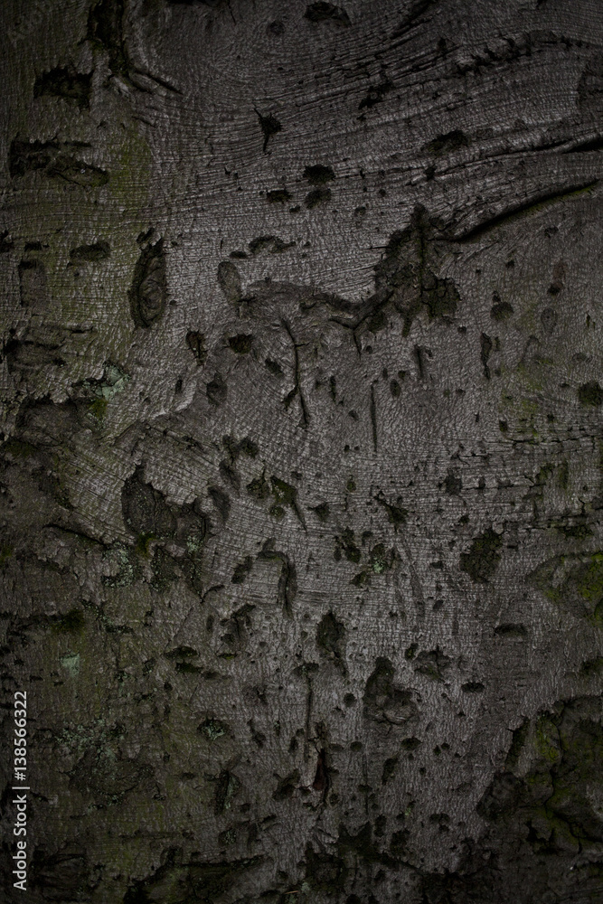 Old tree bark cracked texture background Old tree bark cracked texture background