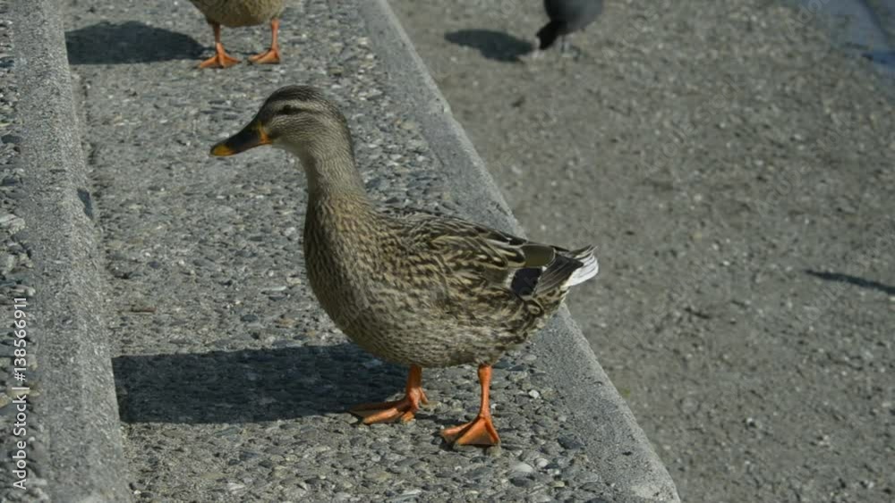Duck with ducklings on walk