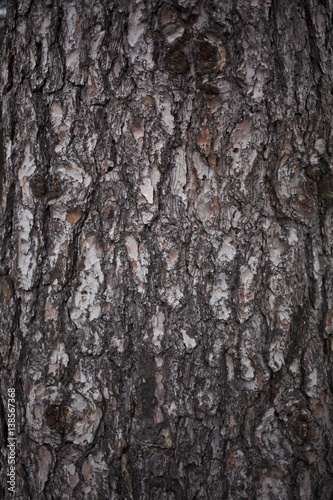 Old bark tree texture close up