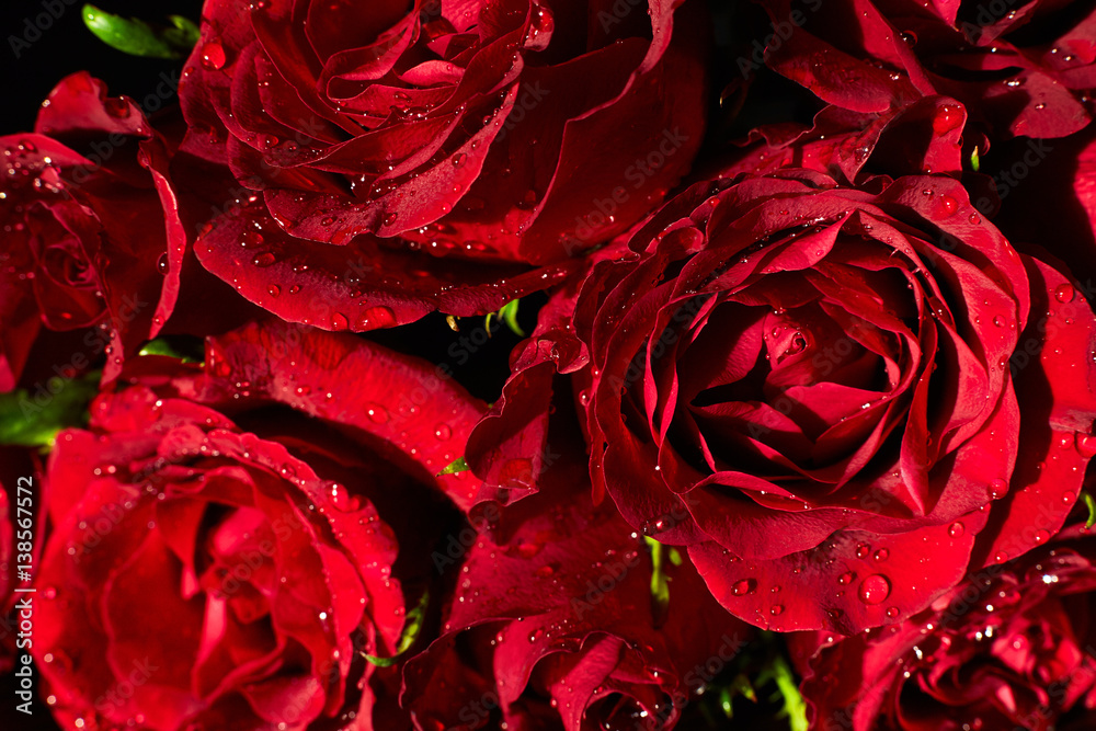 Naklejka premium red roses macro