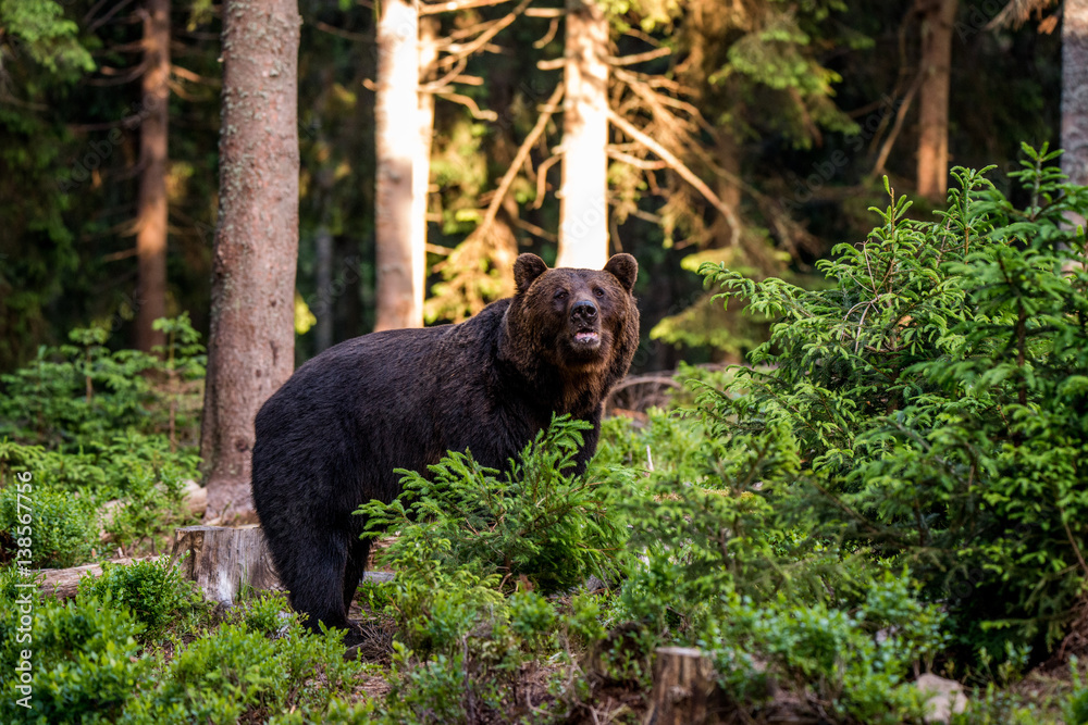 Obraz premium Brown Bear (Ursus arctos)