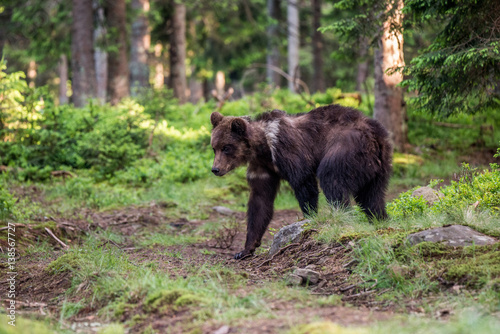 Brown Bear  Ursus arctos 
