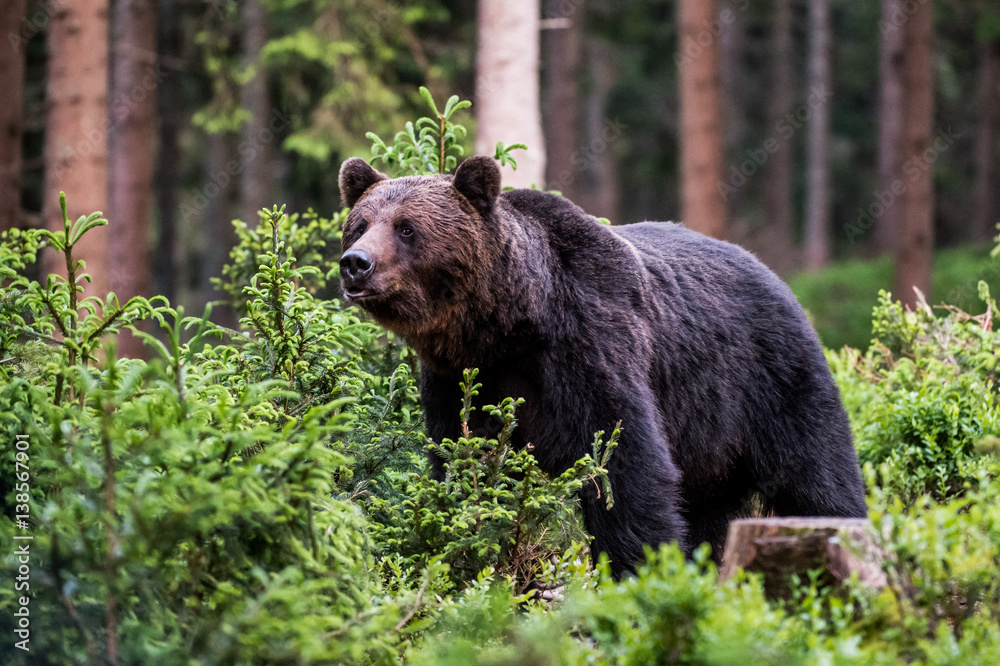 Brown Bear (Ursus arctos)