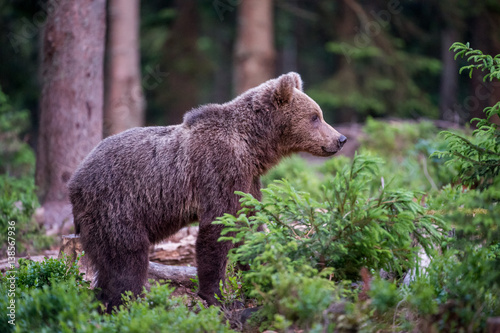 Brown Bear  Ursus arctos 