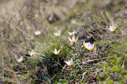Snowdrop spring flowers. Fresh green well complementing the white blossoms. photo