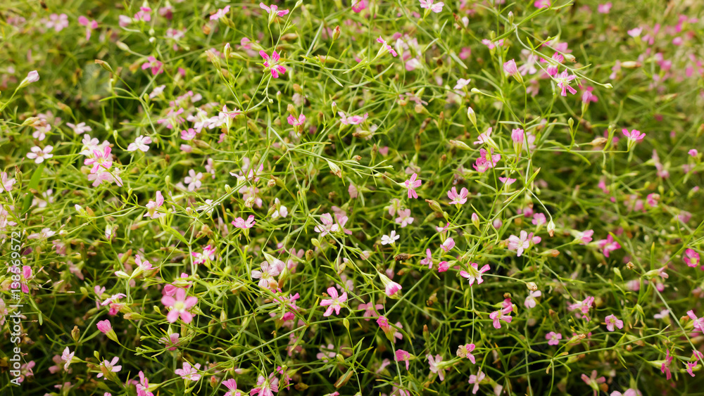 Gypso flower, making light soft and blur for graphic background