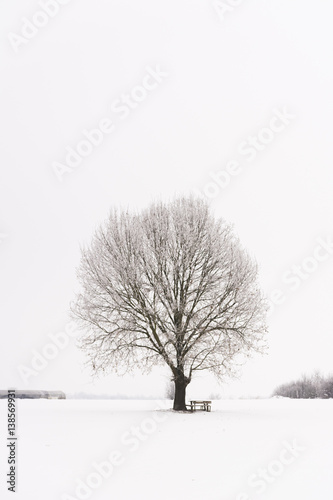 Bench and lonely tree in icy chains