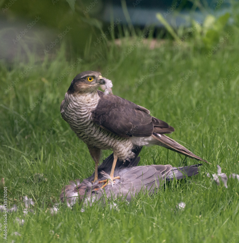 Fototapeta premium Sparrow Hawk devouring a freshly killed pigeon