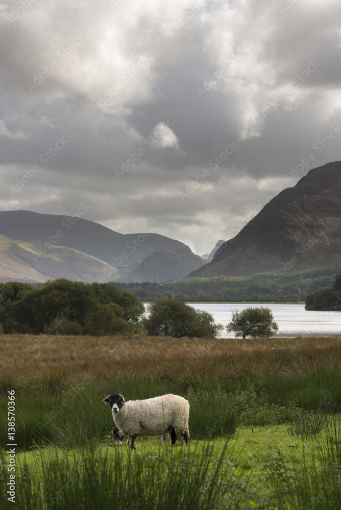 Vertical shot of Loweswater valley in the English Lake District with a sheep in the foreground