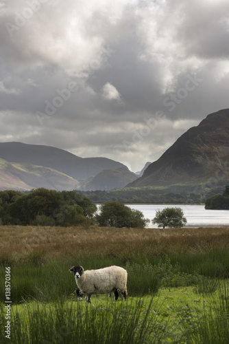 Vertical shot of Loweswater valley in the English Lake District with a sheep in the foreground