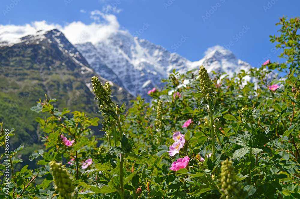 Close-up view of flowering alpine meadows, mountains covered with snow at the background.