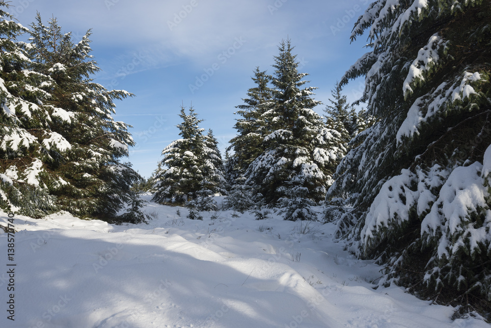 snowy path in Whinlatter forest in the English Lake District on a sunny winter day