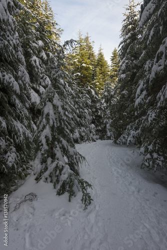 Snowy footpath between trees in the forest at Whinlatter in the English Lake District
